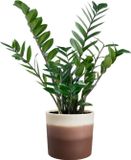 Elho Colour Gradiant Rond 18cm - Bloempot voor Binnen - 100% Gerecycled Plastic - Cederbruin