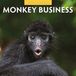 Red Robin Monkey Business Kalender 2027