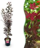 Plantenboetiek.nl | Acer palmatum Skeeters Broom - Japanse Esdoorn - Bladverliezend - Rood - Ø26cm - 80-90cm hoog - Tuinplant
