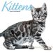 Kittens 2025 Moderne kalender