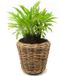 Van der Leeden Planten/bloemen mand - rond - rotan - gevlochten riet - D55 x H47 cm - drypot