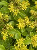 GRDplanten Groendecor Tuinarchitectuur 6x Muurpeper, Vetkruid - Sedum kamtschaticum | 9x9 cm pot