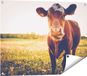 Gards Poster de vache dans le pré au coucher du soleil - 80x60 cm - Toile de jardin