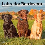 Labrador Browntrout Publishers Labrador Retrievers - Labrador Retriever 2027 - 16-Monatskalender