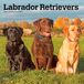 Labrador Browntrout Publishers Labrador Retrievers - Labrador Retriever 2027 - 16-Monatskalender