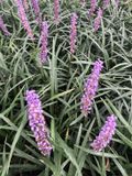 GRDplanten Groendecor Tuinarchitectuur 6x Leliegras - Liriope muscari | 9x9 cm pot