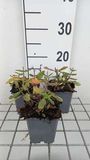 GRDplanten Struiksalie 6x Salvia nem. 'Sensation deep Rose'® | 9x9 cm pot