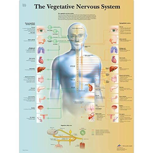 3B Scientific VR1610UU Menselijke Anatomie De Vegetatieve Zenuwstelselgrafiek, Document Versie