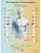 3b-Scientific VR1610UU Menselijke Anatomie De Vegetatieve Zenuwstelselgrafiek, Document Versie