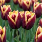 Green boutiQ - 15x Tulipa My Favourite Topping - Tulp Mijn Favoriete Topping - Diversen - Voorjaarsbloeier - Bolmaat 11/12