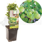 Fruithof Ribes uva-crispa Hinnonmäki Grön