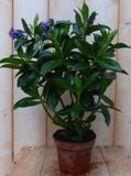 Warentuin Natuurlijk Veronica Hebe Andersonii paars/blauw groen blad
