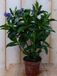 Warentuin Natuurlijk Veronica Hebe Andersonii paars/blauw groen blad