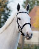 QHP KAPTOOM LEDER EXTRA GROOT Zwart