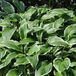 Arborix Hosta 6 x Hosta Crispula - Hartlelie Pot 9x9cm - Sierlijk Bladontwerp