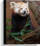 Merkloos / Sans marque Take your time Canvas - Etende Rode Panda van Groene Planten - 30x40 cm Foto op Canvas Schilderij (Wanddecoratie op Canvas)