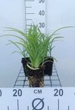 GRDplanten Groendecor Tuinarchitectuur 6x Daglelie - Hemerocallis hybr. 'Pink Damask' | 9x9 cm pot