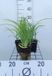 GRDplanten Groendecor Tuinarchitectuur 6x Daglelie - Hemerocallis hybr. 'Pink Damask' | 9x9 cm pot