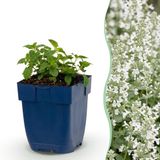 Green boutiQ Nepeta faassenii Snowflake - Kattenkruid - Wit - 3 Planten