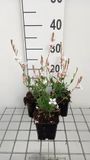 GRDplanten Groendecor Tuinarchitectuur 6x Gaura - Gaura lindh. 'Snowstorm'® (oenothera lindh.) | 9x9 cm pot