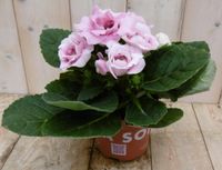Warentuin Natuurlijk Gloxinia roze kamerplant