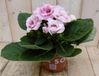 Warentuin Natuurlijk Gloxinia roze kamerplant