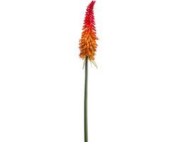 Emerald Kunstbloem Kniphofia 85cm rood/oranje