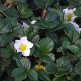 Fragaria 6 x Fragaria Chiloensis - Fraise ornementale pot 9x9cm