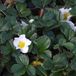 Fragaria 6 x Fragaria Chiloensis - Fraise ornementale pot 9x9cm