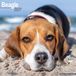 Avonside Beagle Kalender 2027 Wandkalender