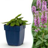 Green boutiQ Vasteplant Stachys off. Ukkie - Ezeloor - Roze - 1 Plant - Pot 11cm