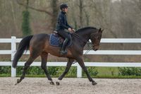 Dy'on Slofteugel Dy'on Hunter 1/2 Working Zwart
