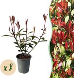 Pflanzenboutique Plantenboetiek.nl | 8x Photinia fraseri Carre Rouge - Glansmispel - Groenblijvend - Rood - Ø12cm - 25-35cm hoog - Tuinplant