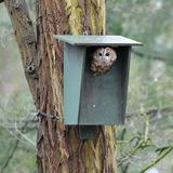 CJ Wildlife Nestkast voor Bosuil, Kauwen & Holenduiven - Houten Nestkastje - Vogelhuisje inclusief schroeven / spijkers voor Montage - FSC-gecertificeerd - Groen