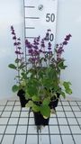 Groendecor Tuinarchitectuur 6x Sauge - Salvia vert. 'Endless Love'® | pot de 9x9 cm