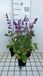Groendecor Tuinarchitectuur 6x Sauge - Salvia vert. 'Endless Love'® | pot de 9x9 cm
