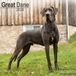 Great Avonside Dog Kalender 2026