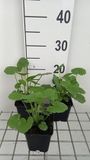 GRDplanten 6x Sidalcea 'Partygirl' - Paarsroze - 9x9 cm pot
