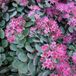 Arborix Sedum Cauticola 'Lidakense' - Vetkruid pot 9x9cm