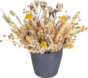 Unyqoos® Vraies fleurs séchées blanc ensemble de fleurs séchées naturelles pour l'artisanat, la décoration intérieure et de mariage, pétales et fleurs d'artisanat pour cartes de scrapbooking en résine DIY
