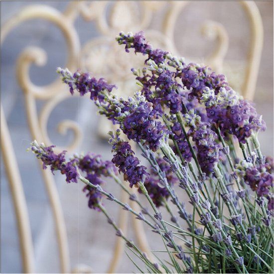 Art for the Home Lavendel Harmonie - Outdoor Canvas - 50x50 cm - Purple - Floral Print