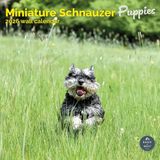 Baker & Bray Miniatuur Schnauzer Puppies Kalender 2027 Wandkalender