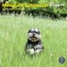 Baker & Bray Miniatuur Schnauzer Puppies Kalender 2027 Wandkalender