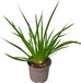 GRDplanten Groendecor Tuinarchitectuur Libertia grandiflora - Schijnlelie In pot 2 liter