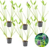 Bloomique - Set van 6 - Pontederia Cordata - Moerashyacint - Snoekkruid - Vijverplanten - Waterplanten - Winterhard - 10-20 cm Hoog - Pot 9 cm