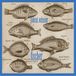 Fischer Patent Ochsner - Fischer (CD)