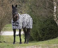 Norton Unisex's 400107059 netdoek Zebra, 175 cm