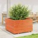 Maison Exclusive - Pot de fleurs pour le jardin, brun foncé, 80x80x49,5 cm, pin massif