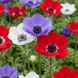 Green boutiQ - 30x Anemone de Caen Mix