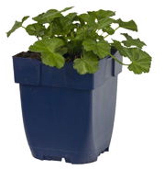 Griffioen Malva moschata 'Alba'